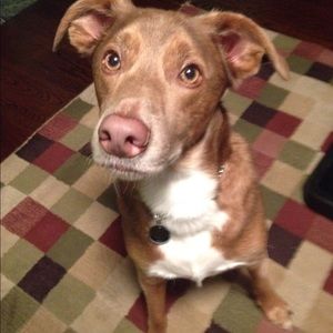 Meet your Posher, Robin