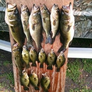 Meet your Posher, Darlene