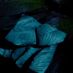 Meet your Posher, Paige