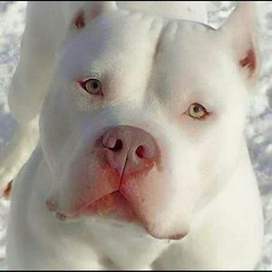 Meet your Posher, Cherwanda