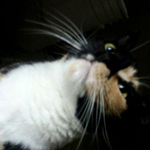 Meet your Posher, Rose