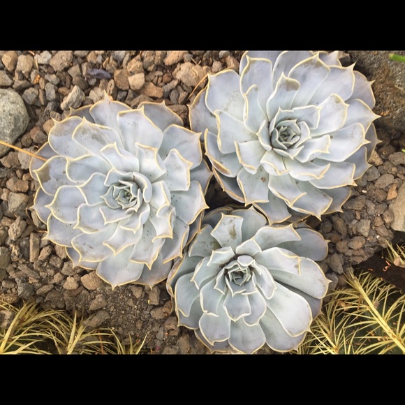 Meet your Posher, Krystall - Picture 1 of 1