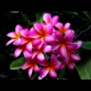 Meet your Posher, Leah