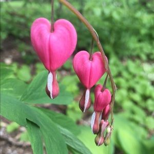 Meet your Posher, Tina