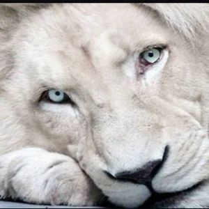 Meet your Posher, Ivory