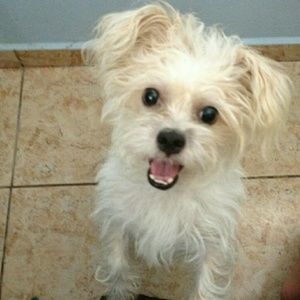 Meet your Posher, Frances