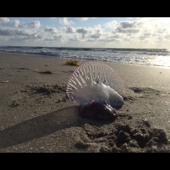 Meet your Posher, April - Picture 3 of 4