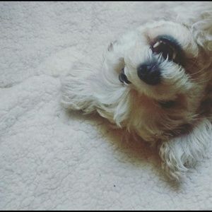 Meet your Posher, Sierra