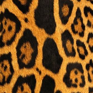 Meet your Posher, Davia