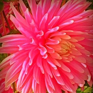 Meet your Posher, Isabelle