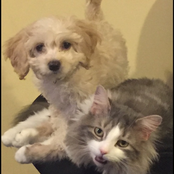 Meet your Posher, Lauren - Picture 3 of 3