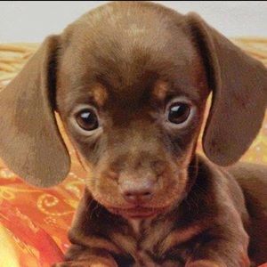 Meet your Posher, Lexi