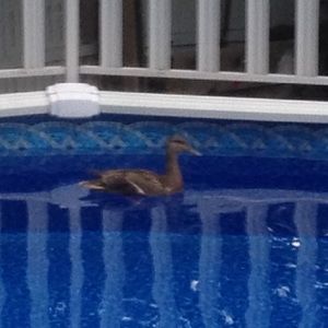 Meet your Posher, Riley