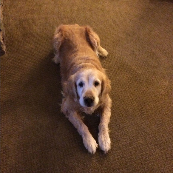 Meet your Posher, Sophie - Picture 1 of 1