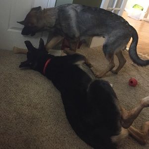 Meet your Posher, Kelsey