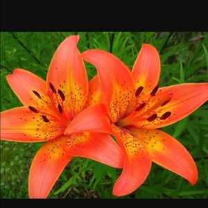 Meet your Posher, Geraldine