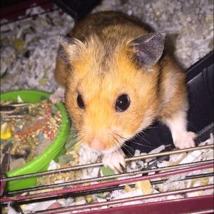 Meet your Posher, Adriana