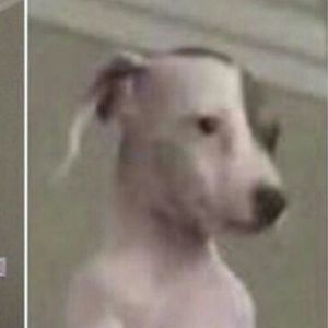 Meet your Posher, Delbert