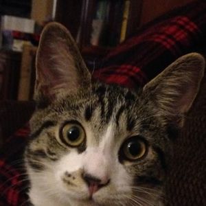 Meet your Posher, Rose