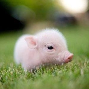 Meet your Posher, Gracie