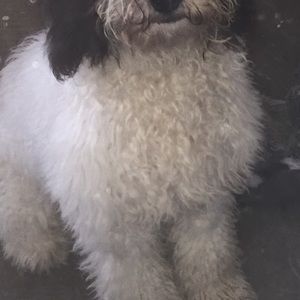 Meet your Posher, Martha