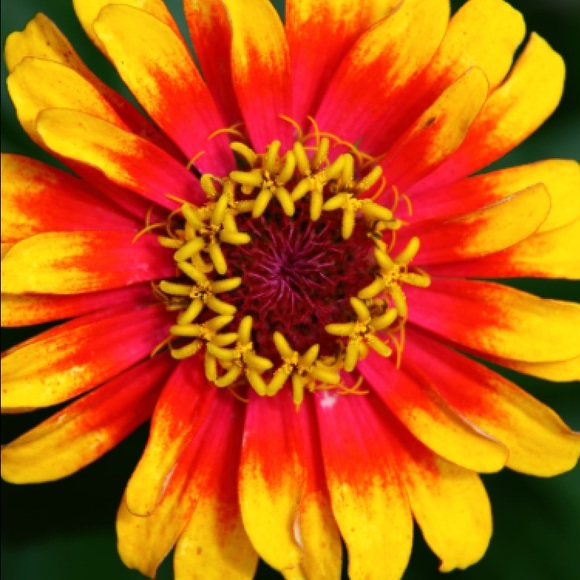 Meet your Posher, Jenny - Picture 1 of 1