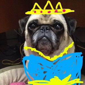 Meet your Posher, Katy