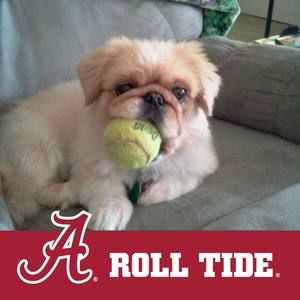 Meet your Posher, Pat