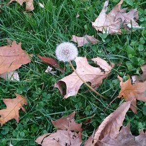 Meet your Posher, Shea