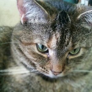 Meet your Posher, Alexa