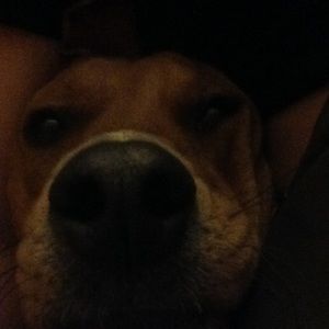 Meet your Posher, Victoria