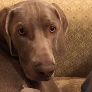 Meet your Posher, Karen