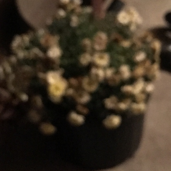 Meet your Posher, Carrie