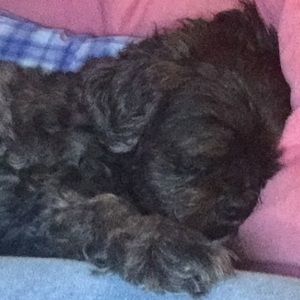 Meet your Posher, Holly