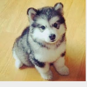 Meet your Posher, Ashlee