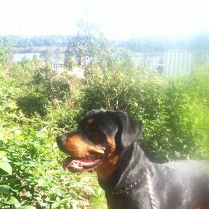 Meet your Posher, Rodney