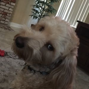 Meet your Posher, Cindy