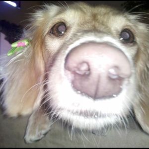 Meet your Posher, Emily