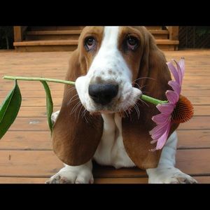 Meet your Posher, Shane