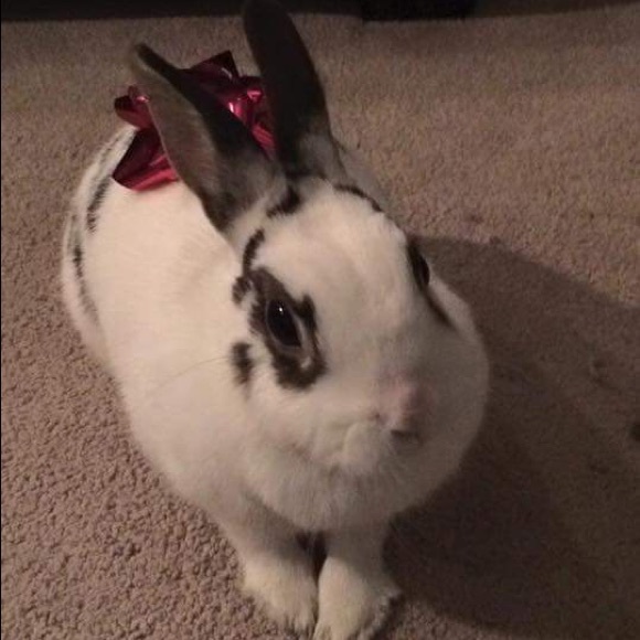 Meet your Posher, Mariah - Picture 2 of 4