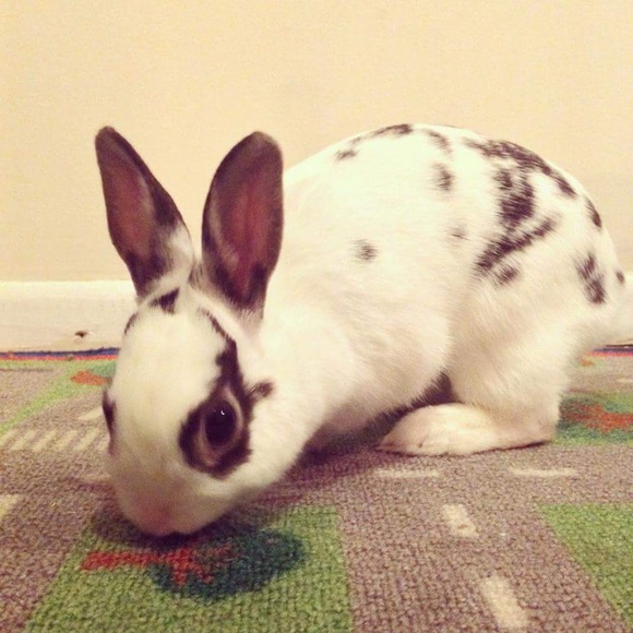 Meet your Posher, Mariah - Picture 3 of 4