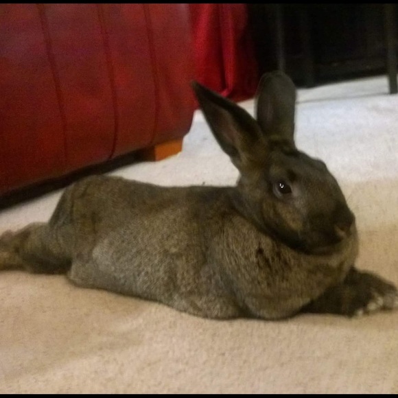 Meet your Posher, Mariah - Picture 4 of 4