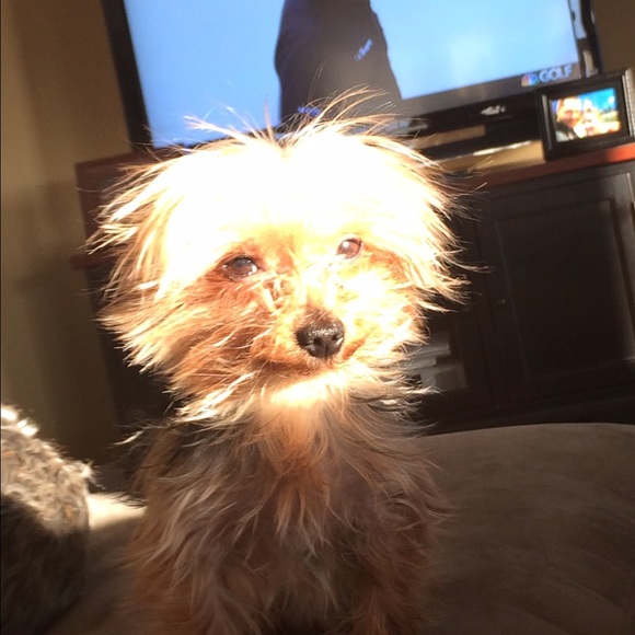 Meet your Posher, Steve