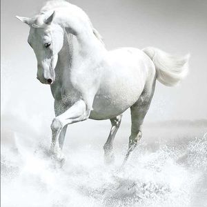 Meet your Posher, Bernice