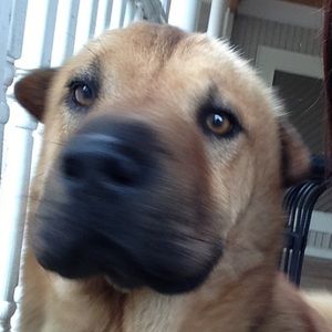 Meet your Posher, Lindsay