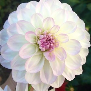 Meet your Posher, Diane