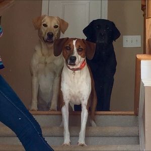 Meet your Posher, Morgan