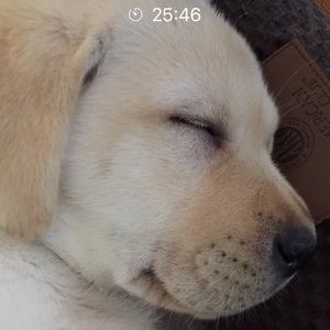 Meet your Posher, Dawn