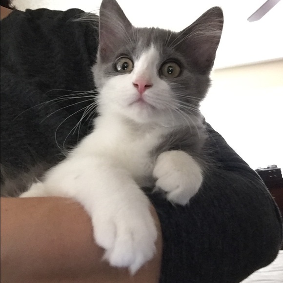 Meet your Posher, Catherine - Picture 2 of 3