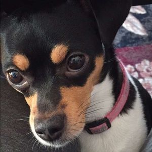 Meet your Posher, Shelly